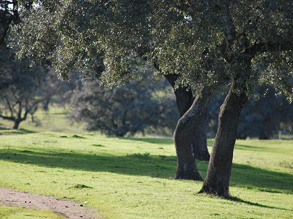 Encinas en los jardines: las flaquezas de un árbol duro